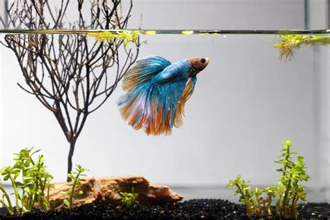 How To Take Care Of A Betta Fish - Ultimate Guide - FishLab