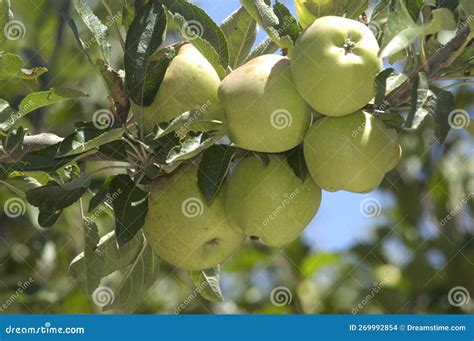 Green Apple Tree stock photo. Image of round, berry - 269992854