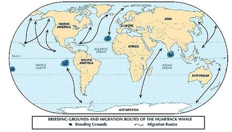 About Humpback Whale Migration Routes | Sciencing