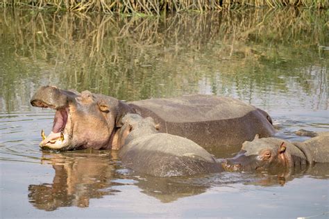 14 Outstanding African Safari Photography Tips - Maps & Merlot