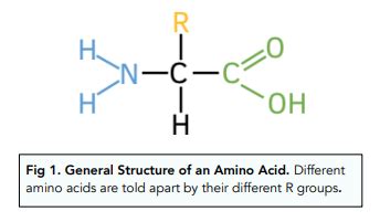 Amino Acids, Proteins and DNA - Structure of Amino Acids (A-Level ...