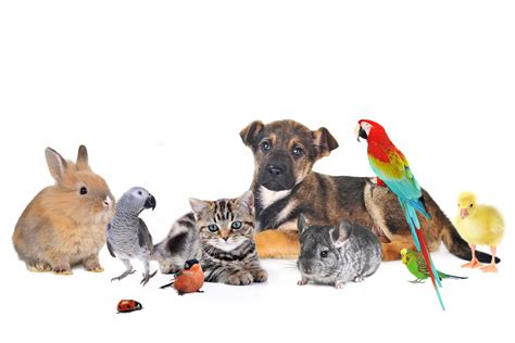 group of animals on white background – Petshop