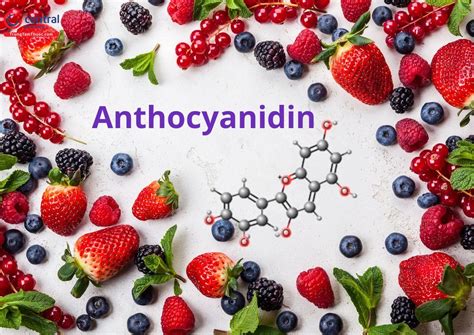 Anthocyanidin - Flavonoid quan trọng có tác dụng chống oxy hóa