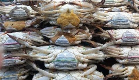 Fresh Alimasag ( Crab ) – sold per kilo – Freshdeals Supermarket