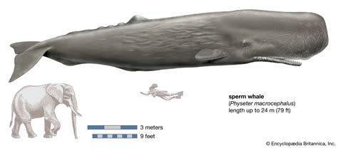 sperm whale summary | Britannica