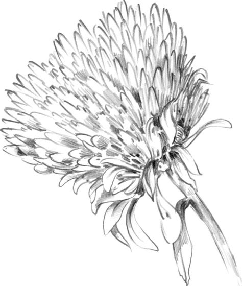 Flower Shading Drawing at GetDrawings | Free download