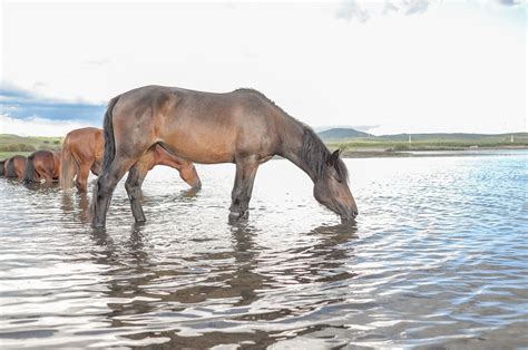 Horse Water - Free photo on Pixabay - Pixabay