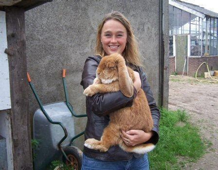 Giant Lop Eared Rabbit Breeds