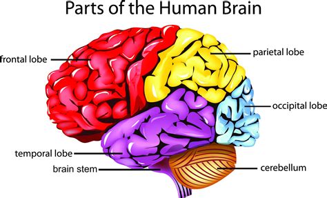 Take This Brain Quiz and Test Your Knowledge