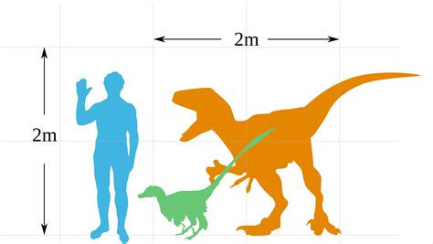 File:Velociraptor IRL VS JP size comparison.svg - Wikipedia