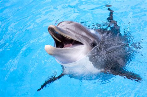 Is Swimming With Dolphins Ethical? | The Planet Edit