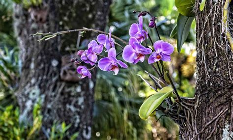 What Are Epiphytes and How to Care For Them?