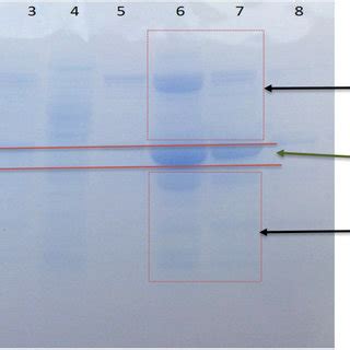 SDS-PAGE gel analysis of affinity chromatography purification of the ...