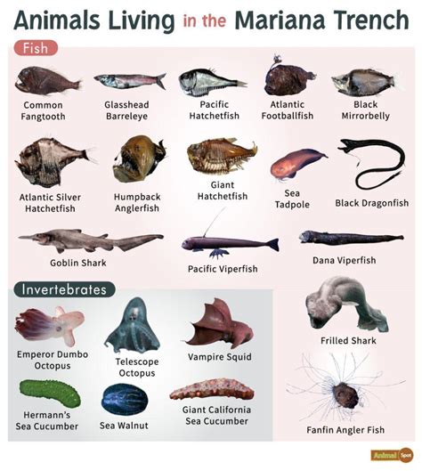 Mariana Trench Animals – Facts, List, Pictures