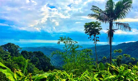 El Yunque National Forest, Puerto Rico - World Tribune