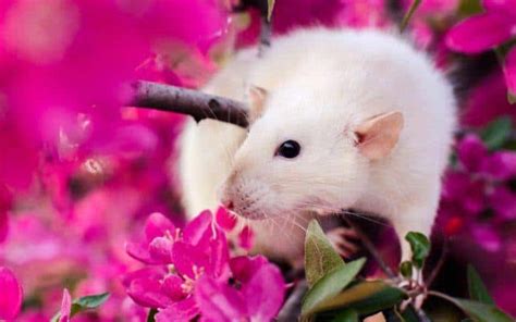 Pet Rat Care For Beginners - Includes Bedding, Cage, Toys & Much More