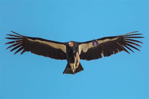 Does This Photograph Show a Condor Killed in America? | Snopes.com