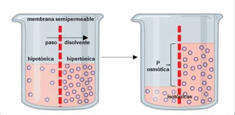 Ósmosis Y Presión Osmótica Disponible En 4 Download Scientific