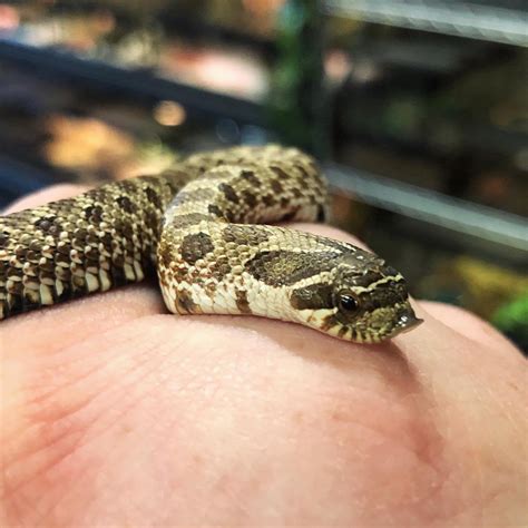 Baby hognose snakes are the cutest! : reptiles