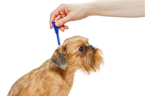 How To Choose The Safest Flea Treatment For Dogs