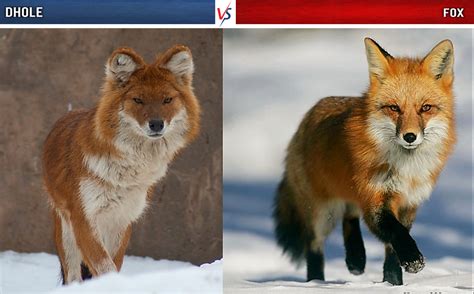 What Dogs Look Like Foxes