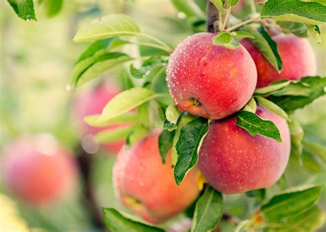 Growing Apples at Home - Basic Facts