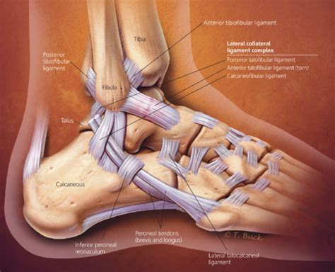 Diagram Of Ankle Ligaments