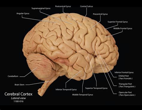 Anatomy Of Cerebrum | Images and Photos finder