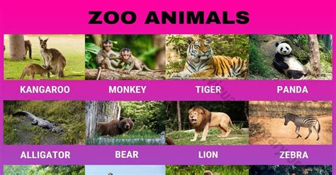 Zoo Animals: Wonderful List of 24 Animals that Live in the Zoo - Visual ...