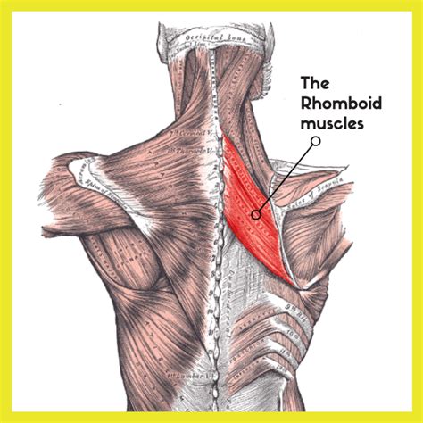 Shoulder pain - rhomboid muscles - Complete Calm Massage Therapy