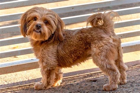 Shih-poo Dog Breed Information and Characteristics