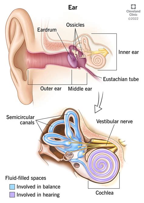 External Ear Diagram Labeled