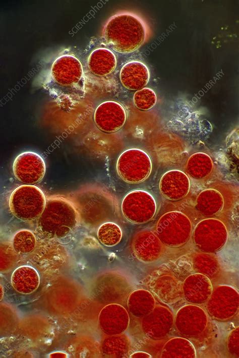 Haematococcus pluvialis, light micrograph - Stock Image - C054/2586 ...