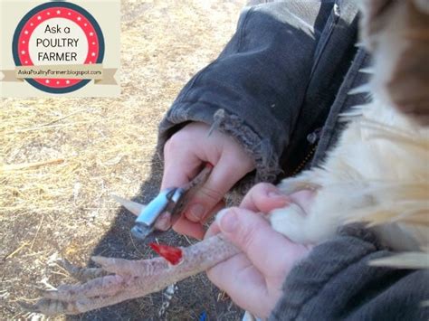 Ask a Poultry Farmer: Tutorial: how to pull chicken spurs