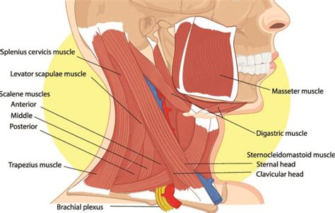 Phrenic Nerve - The Definitive Guide | Biology Dictionary