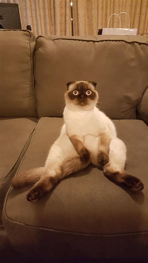 PsBattle: Cat sitting on the couch like a person : r/photoshopbattles