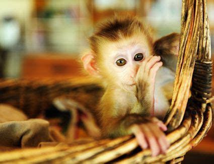 Capuchin Monkeys as Pets