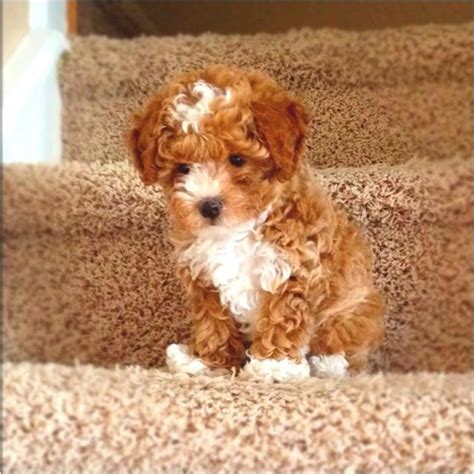 Toy Poodle Dog Breed Information, Images, Characteristics, Health