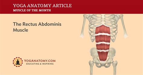 Rectus Abdominis Muscle Its Attachments and Actions - Yoganatomy