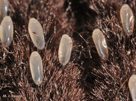 Lousy times: Human head louse, Pediculus humanus capitis , and human ...