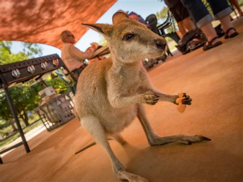 Katherine Gorge Tours (Nitmiluk Cruise) & Aboriginal Culture