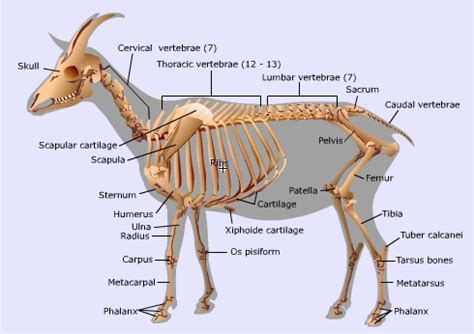 The Biology of the Goat