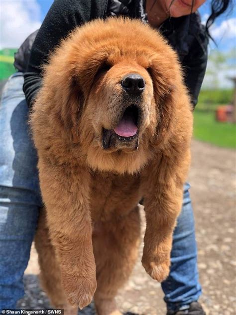 Tibetan Mastiff pups who weigh 11st each are so big strangers confuse ...