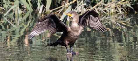 USFWS finalizes cormorant management rule - The Wildlife Society