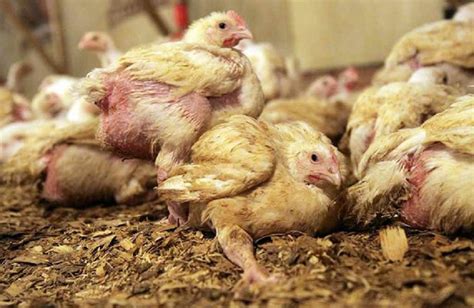 Chicken factory farms are source of new pandemic - Animal Agriculture ...