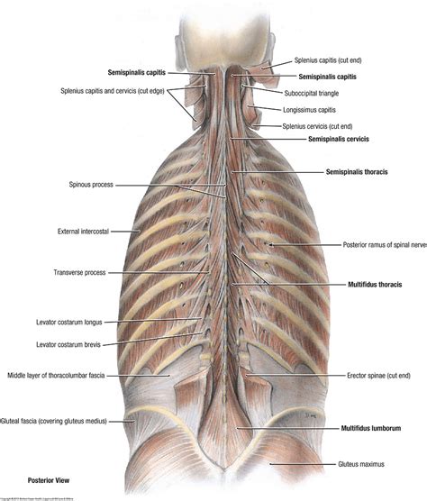 Duke Anatomy - Lab 1: skin and epaxial muscles