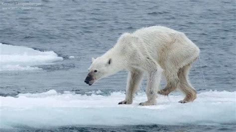 Petition · Help restore the polar bear population. - United States ...