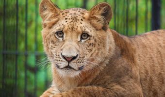 The Liger – Understanding The Hybrid Big Cats - Animal Corner