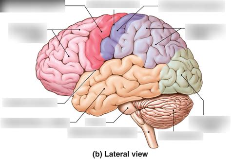 Brain Lobes Diagram | Quizlet