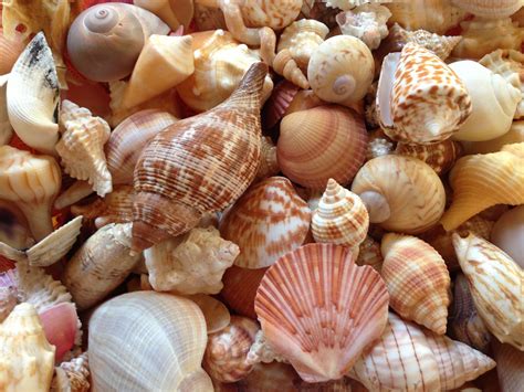 Sanibel shells | Sanibel shells, Sea shells, She sells seashells